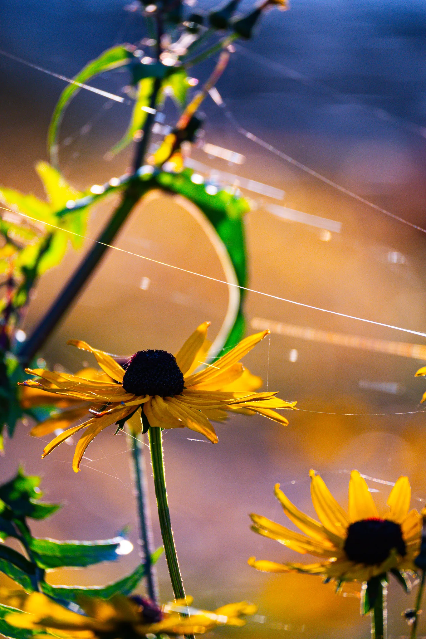 Natur-Makro Aachen — Sonnenblumen mit Spinnennetz im Gegenlicht, cinematic Fotografie von Emrach aus Aachen